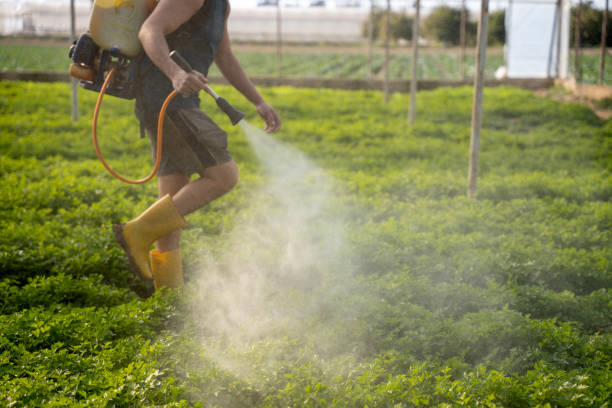 Best Emergency Pest Control  in Costa Mesa, CA