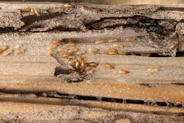 Best Wildlife Control Services  in Costa Mesa, CA
